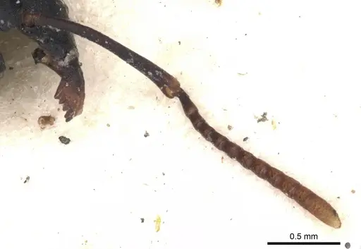 Echinopla mistura - CASENT0901885