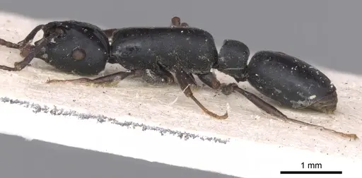 Echinopla mistura - CASENT0901885