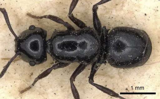 Echinopla nitida specimen