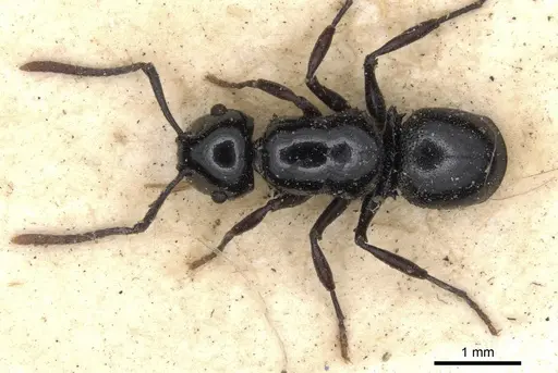 Echinopla nitida specimen