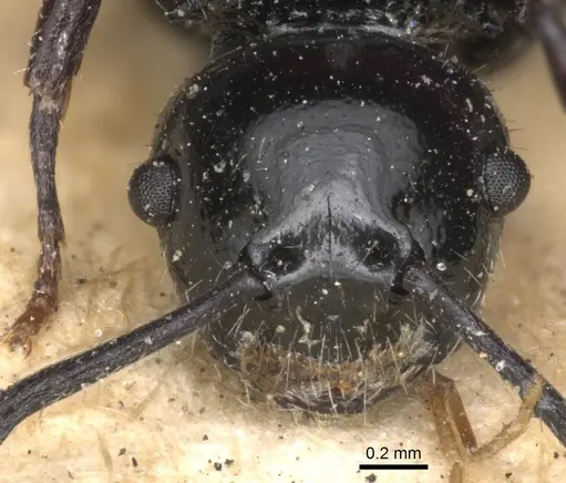 Echinopla nitida specimen