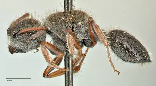 Echinopla octodentata specimen