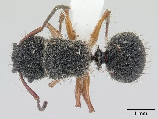 Echinopla pallipes specimen