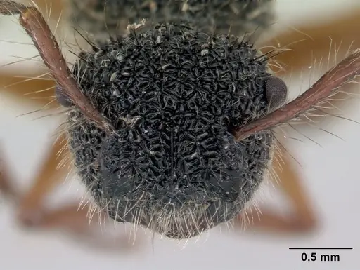 Echinopla pallipes specimen