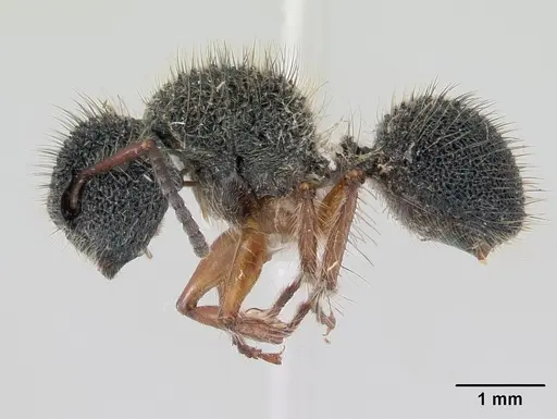 Echinopla pallipes specimen