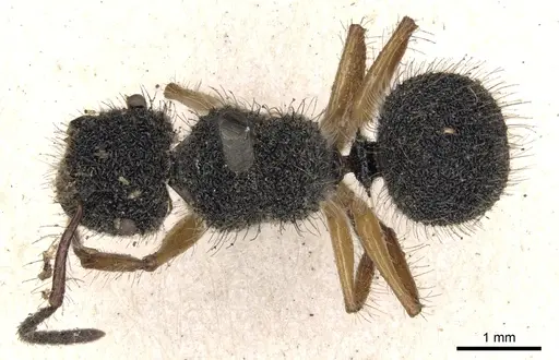 Echinopla pallipes - CASENT0901879