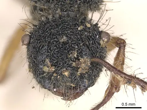 Echinopla pallipes - CASENT0901879