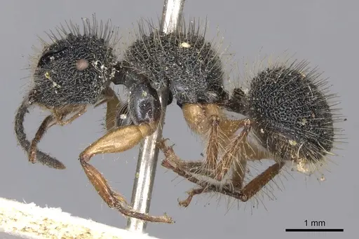 Echinopla pallipes - CASENT0901879