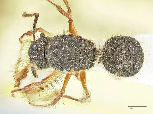 Echinopla pallipes - FOCOL2558