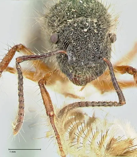 Echinopla pallipes - FOCOL2558