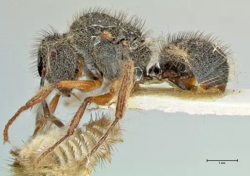 Echinopla pallipes - FOCOL2558