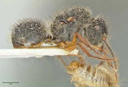 Echinopla pallipes - FOCOL2558