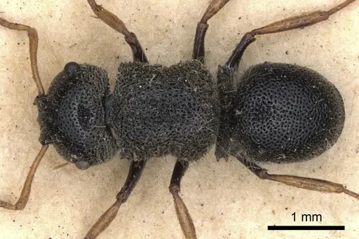 Echinopla praetexta specimen