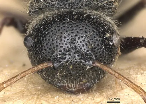 Echinopla praetexta specimen