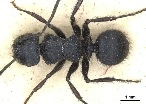 Echinopla pseudostriata specimen