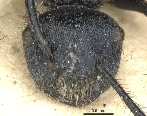 Echinopla pseudostriata specimen