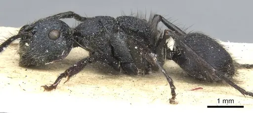 Echinopla pseudostriata specimen