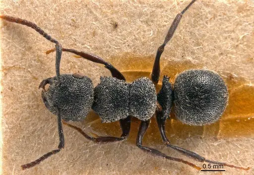 Echinopla rugosa specimen