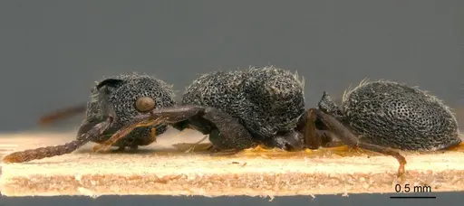 Echinopla rugosa specimen