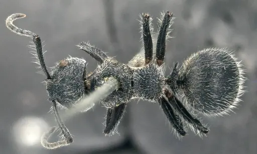 Echinopla senilis specimen