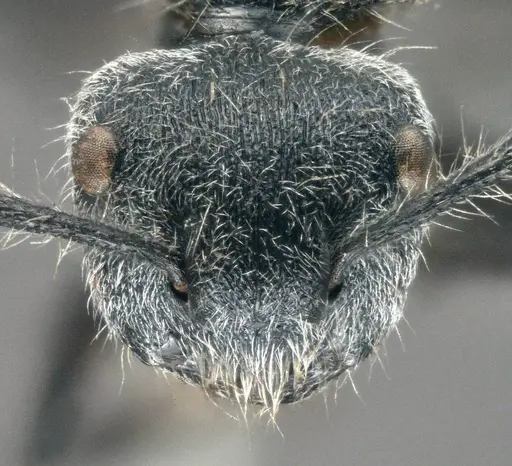 Echinopla senilis specimen