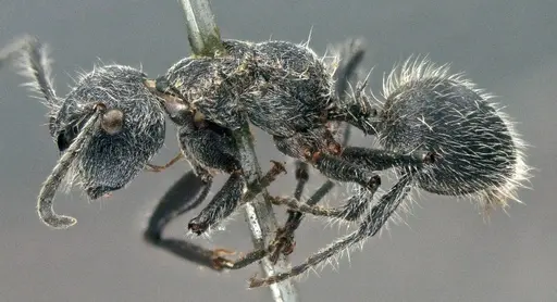 Echinopla senilis specimen