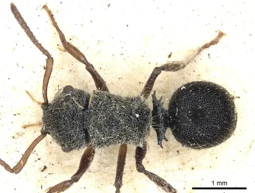 Echinopla serrata specimen