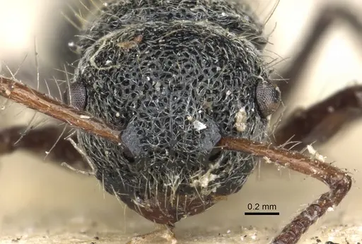 Echinopla serrata specimen