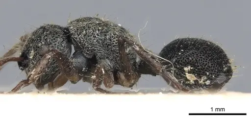 Echinopla serrata specimen