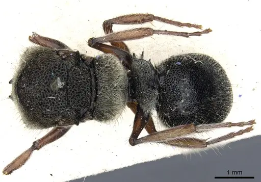 Echinopla silvestrii specimen