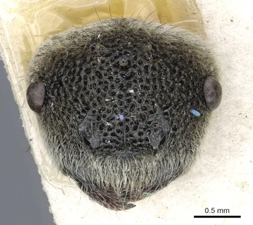 Echinopla silvestrii specimen