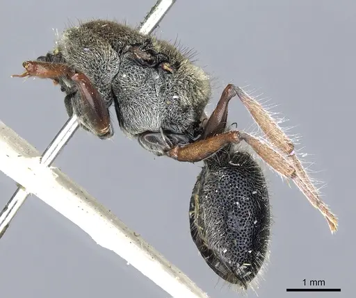 Echinopla silvestrii specimen