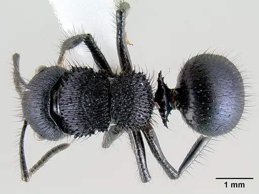 Echinopla striata specimen