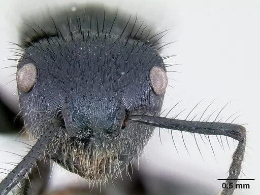 Echinopla striata specimen