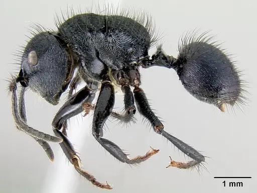 Echinopla striata specimen