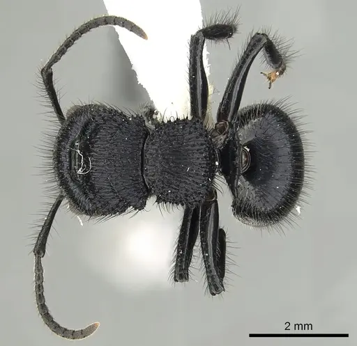 Echinopla striata - CASENT0280336