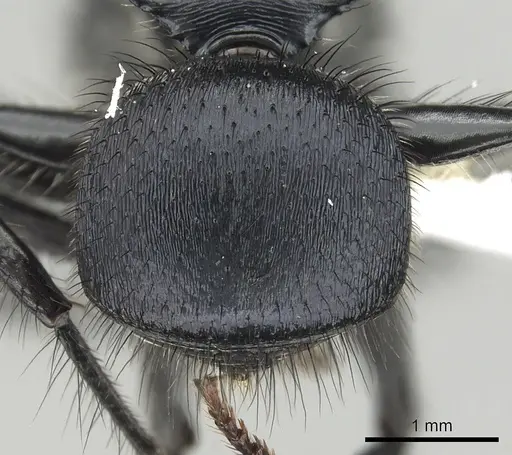 Echinopla striata - CASENT0280336