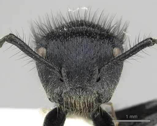 Echinopla striata - CASENT0280336