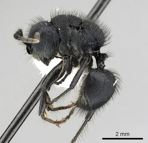 Echinopla striata - CASENT0280336