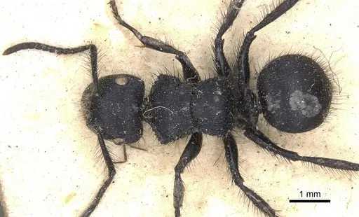 Echinopla striata - CASENT0901880