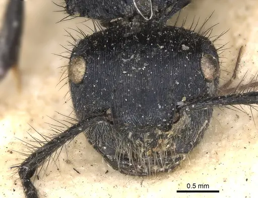 Echinopla striata - CASENT0901880