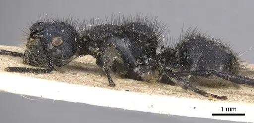 Echinopla striata - CASENT0901880