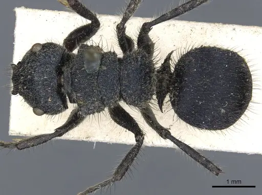 Echinopla striata - CASENT0903472