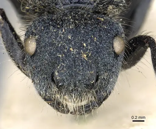 Echinopla striata - CASENT0903472