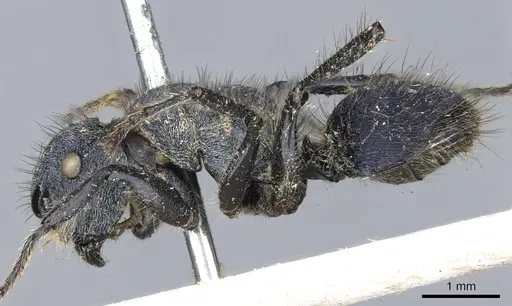 Echinopla striata - CASENT0903472