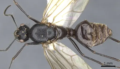 Echinopla striata - CASENT0903473