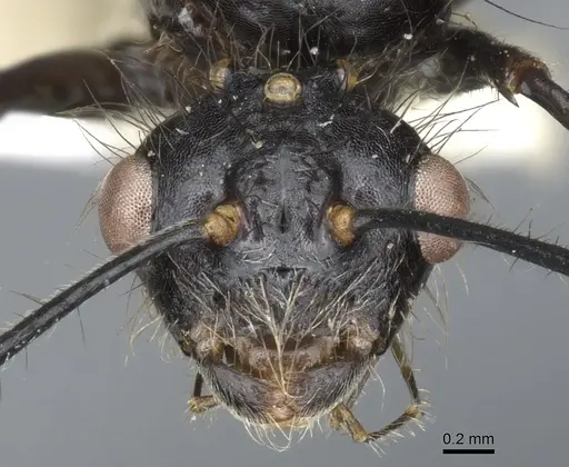 Echinopla striata - CASENT0903473