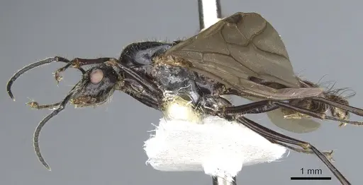 Echinopla striata - CASENT0903473