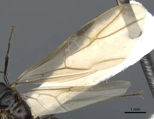 Echinopla striata - CASENT0903473