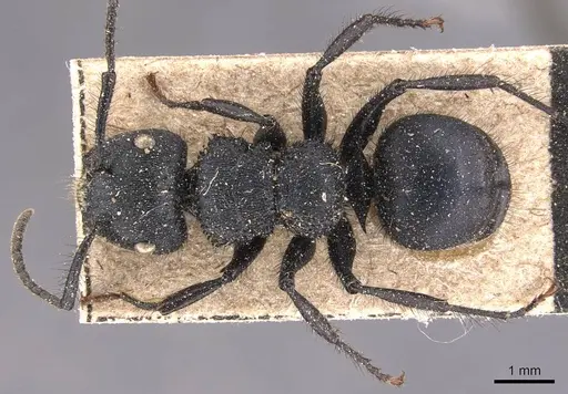 Echinopla striata - CASENT0905646